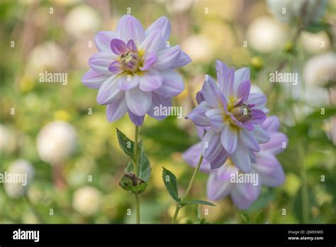 Water lily dahlia Stock Photo - Alamy