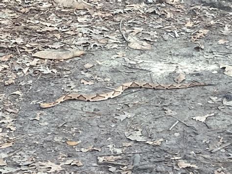 Snake spotted late afternoon, southeast ga : r/whatsthissnake