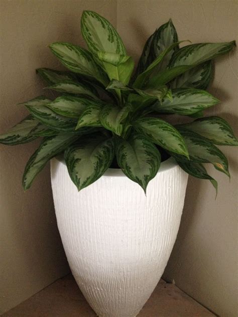 Kamerplant | Kamerplanten, Voor het huis