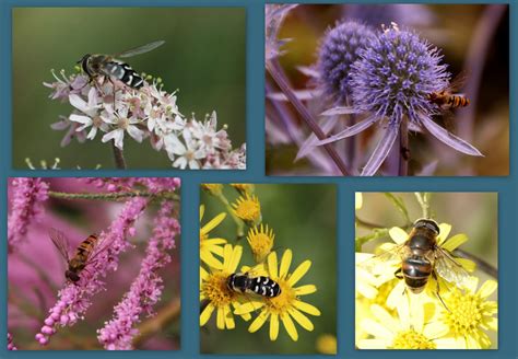 Perfect pollinators - Hoverflies - Seaford Environmental Alliance