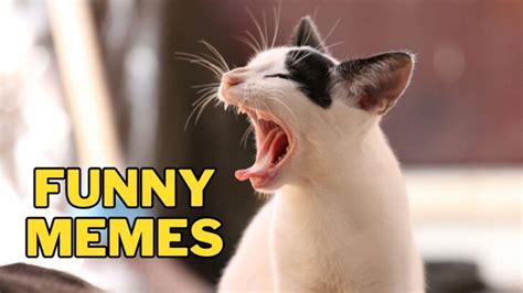20 Funny Memes Picture That'll Have You ROFL in Seconds!