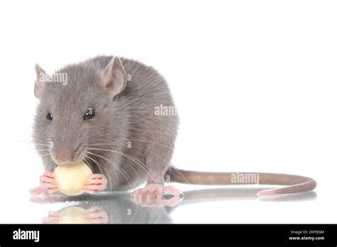 Rats Gnawing Hi Res Stock Photography And Images Alamy
