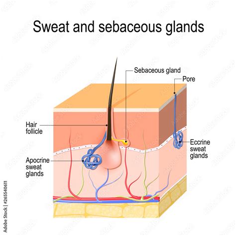 Sweat glands (apocrine, eccrine) and sebaceous gland. Cross section of ...