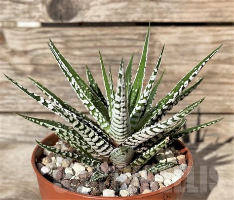 SHPR20372 Haworthia fasciata Alba Кактус онлайн