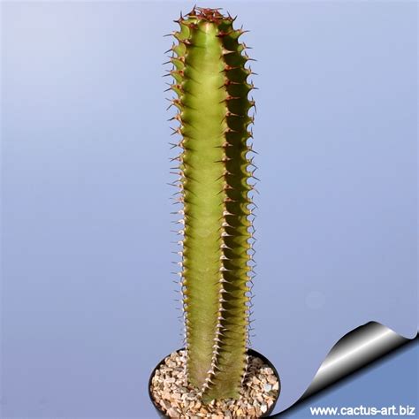 Euphorbia Canariensis