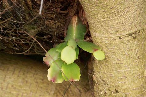 How To Save An Overwatered Christmas Cactus Gardeners Path