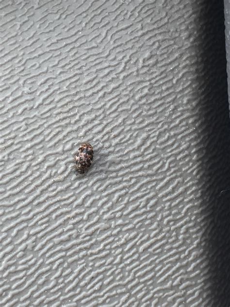 What Are These Tiny Gray Bugs In My House