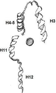 Nuclear Receptor Signaling Mechanisms Questions and Answers - Sanfoundry