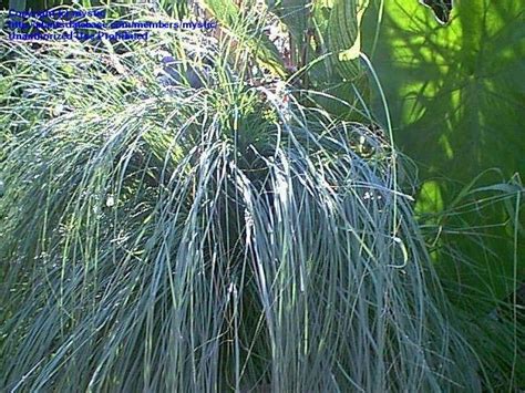 PlantFiles Pictures: Weeping Love Grass, African Lovegrass (Eragrostis ...