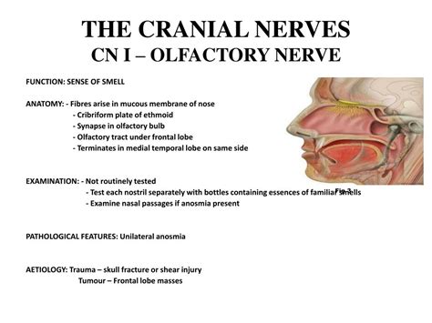 Pptx Cranial Nerve Lesions In The Emergency Department By Raksha Hot Sex Picture