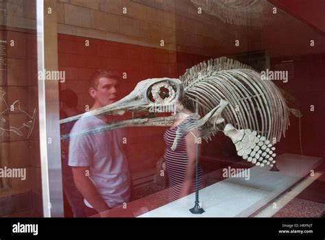 Ichthyosaur fossil in the Natural History Museum, London Stock Photo - Alamy