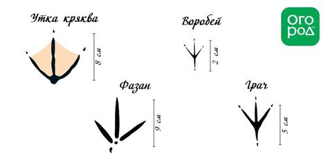 Следы животных и птиц на снегу – схемы с названиями | Следы животных ...