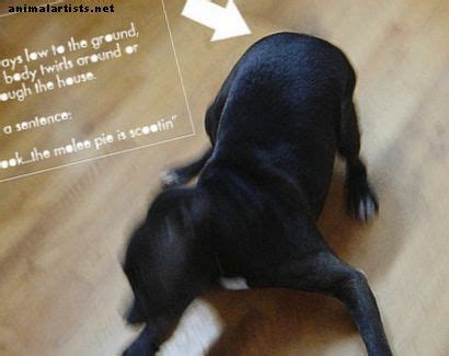 Algunos Remedios Para La Gl Ndula Anal Del Perro Perros