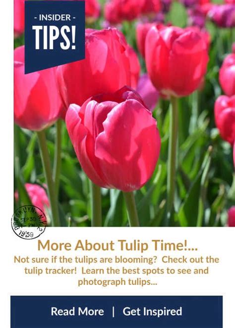 2023 Holland Tulip Time Festival Schedule Parade Route Events Tickets