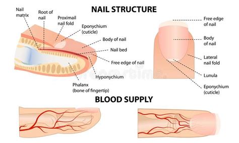 Illustration About Anatomical Training Poster Fingernail Anatomy