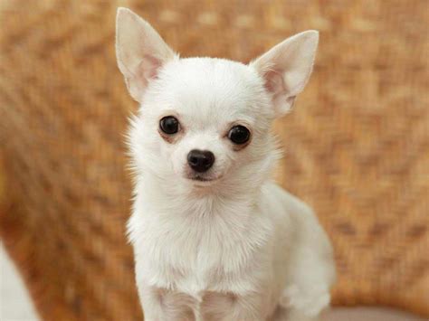 Chihuahua Dog Breed Information Pictures And More