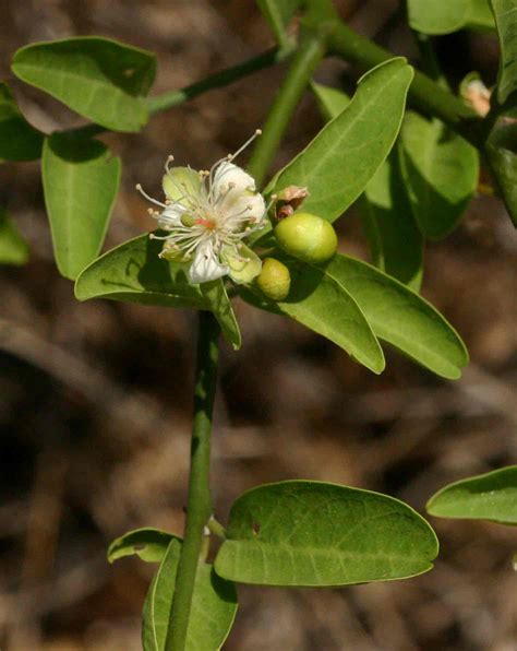 Capparis Sepiaria