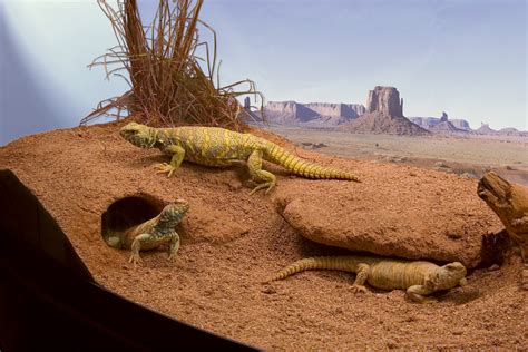 Reptile & Amphibian Habitats | Habitattitude™ Protect Our Environment