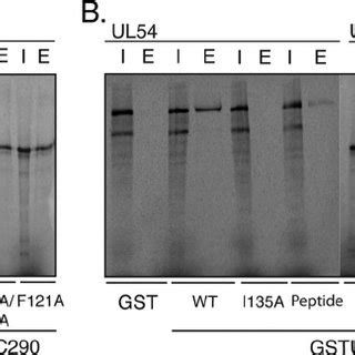 Interaction Of Ul With Mutant Gst Ul Proteins A Gst Pulldown