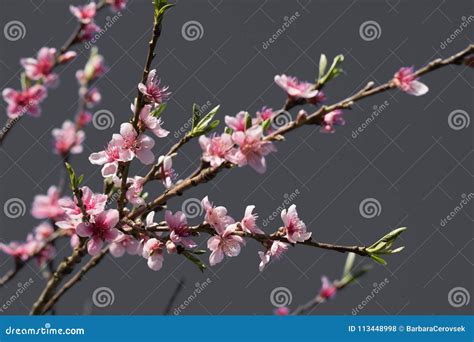 Pink Blooming Flowers Of Nectarine Tree In Springtime In Selective