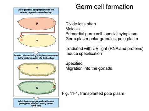Ppt Chapter Germ Cells Fertilization And Sex Powerpoint Presentation Id