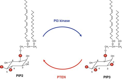 Phosphatidylinositol Kinase Pathway Oncohema Key