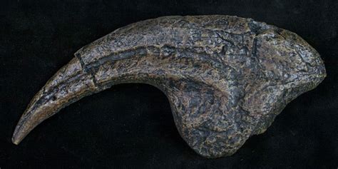 7 Allosaurus Hand Claw Replica Dark Color For Sale