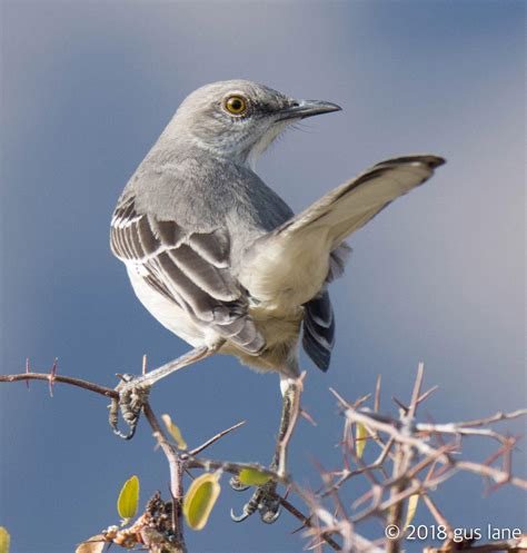 Northern Mockingbird Audubon Field Guide