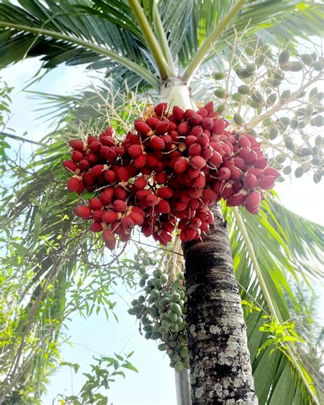 Supari Palm - Nature Nursery - Central India's Biggest Nursery in Indore