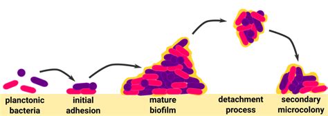 Schematic illustration of biofilm formation. | Download Scientific Diagram