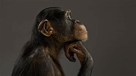monkey wallpapers wallpaperscom