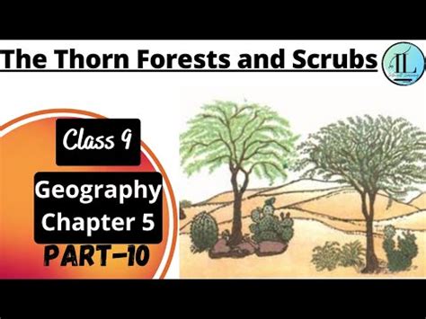 The Thorn Forests and Scrubs | Natural Vegetation and wildlife | Class ...