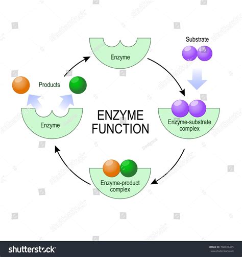 Enzyme Substrate Complex Labeled