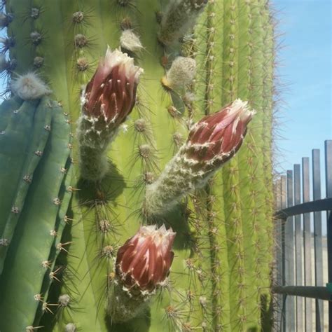 Trichocereus Pasacana Tree Cactus Mid Valley Trees