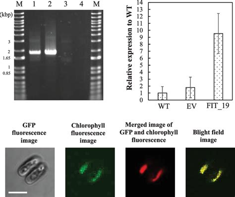 Over Expression Of FIT EGFP Fusion Gene In Fistulifera Solaris A PCR