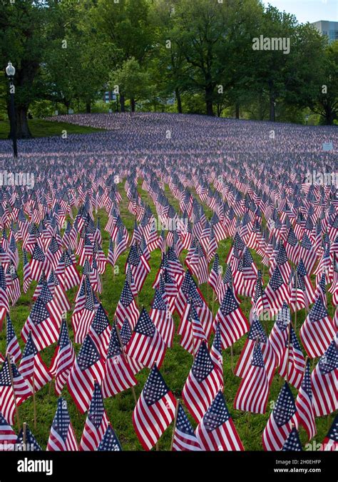 American Flags In Boston Common One Planted For Each Massachusetts