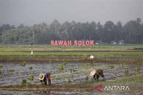 Kelompok Tani Di Solok Terima Klaim Asuransi Gagal Panen Akibat Banjir