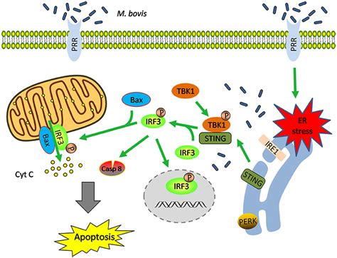 Frontiers Mycobacterium Bovis Induces Endoplasmic Reticulum Stress