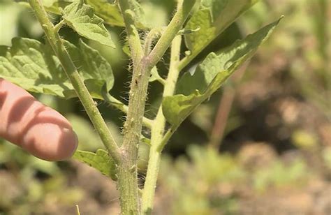 Aphid Damage On Tomato Plants