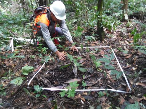 L Nea De Tiempo De Inventarios Forestales En Bpp