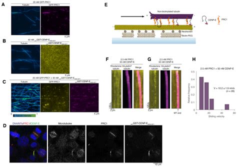 Phosphorylation Controls Spatial And Temporal Activities Of MotorPRC1