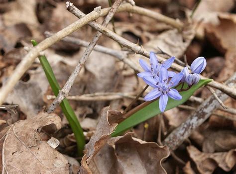 Wirtualny atlas roślin Cebulica dwulistna Scilla bifolia