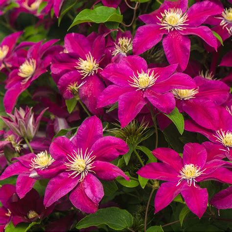 Clematis- My Darling - Buy Plants Online | Pakistan Online Nursery