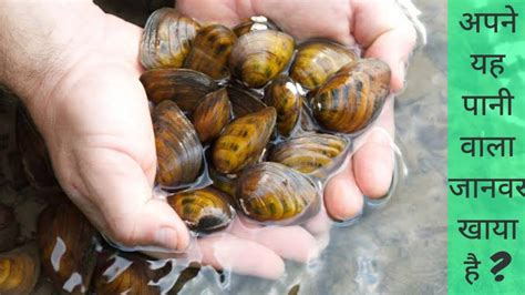 Learn How To Make Mussels Recipe In Goan Style Seafood Xacuti