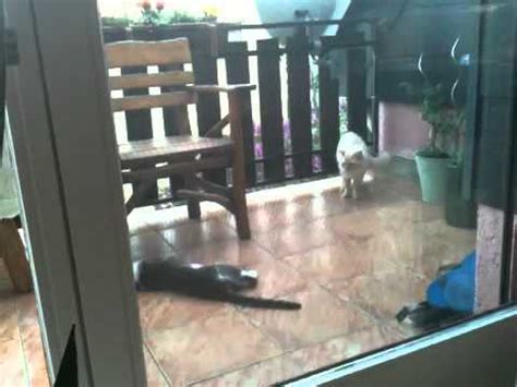 Katzen Sex YouTube