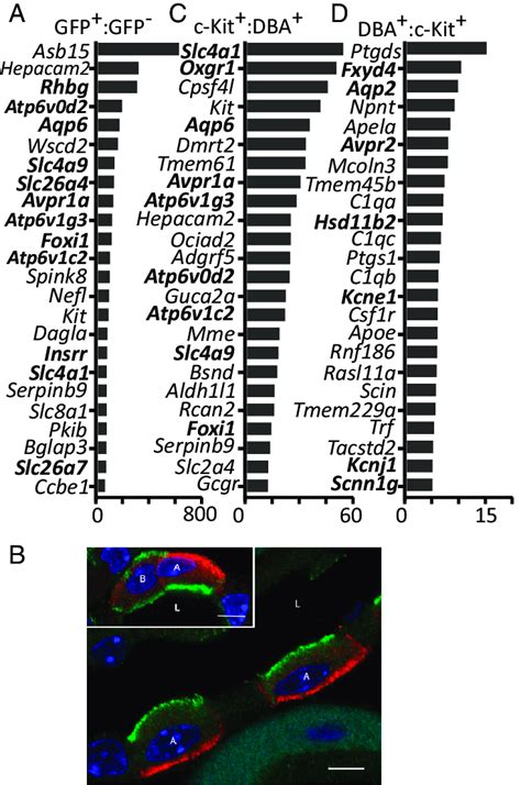 Identification Of Cell Surface Markers For Ics A The Transcripts