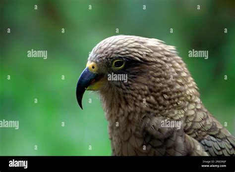 Kea Nestor Notabilis Parrot Side Profile Stock Photo Alamy
