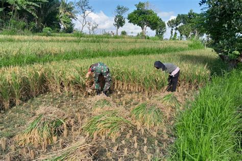 Pemkab Lombok Tengah Bangun Pabrik Penggilingan Padi Antara News