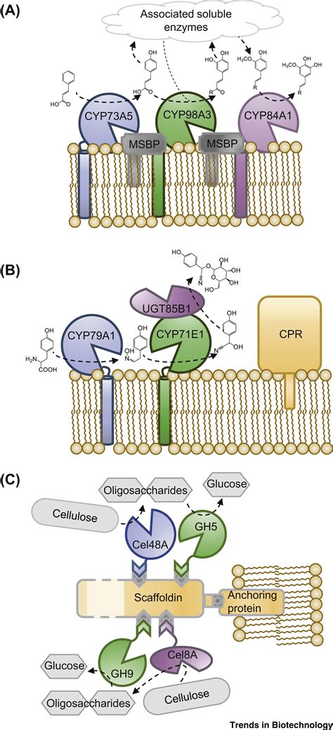 Synthetics Will Mimic Where Are Proteins Produced In The Cell Soon - RYZE Superfoods