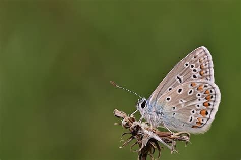 Borboleta Azul Comum Cardo Foto Gratuita No Pixabay Pixabay